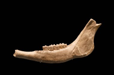 Eski çağlardan kalma köpek dişleri olan çene kemiği, siyah arka planda beyaz