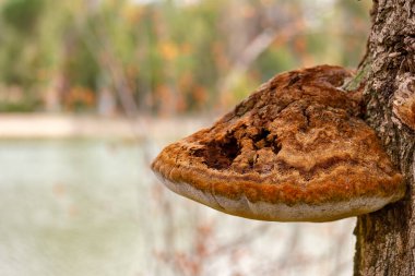 Parktaki bir ağaç gövdesinde büyüyen mantar adı verilen bir parazit mantar.