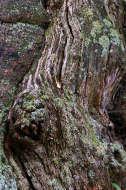 Eski ahşap yapı, doğanın güzel desenlerine sahip bir arka plan.