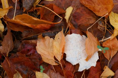 Renkli bitki doğal arka plan Şehir parkında yapıldı