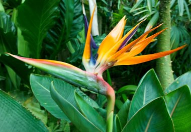 Dikenler etrafındaki güzel kaktüs çiçeği doğa desenleri botanik