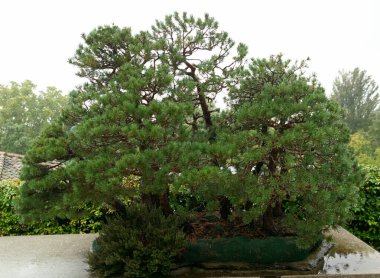 İspanya, Madrid 'deki Royal Park' taki güzel cüce bonsai ağacı.