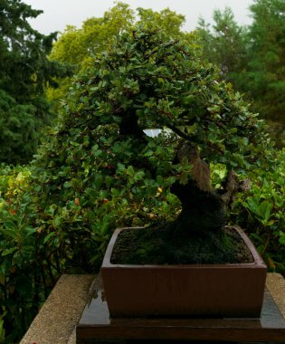 İspanya, Madrid 'deki Royal Park' taki güzel cüce bonsai ağacı.
