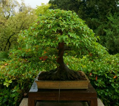 İspanya, Madrid 'deki Royal Park' taki güzel cüce bonsai ağacı.