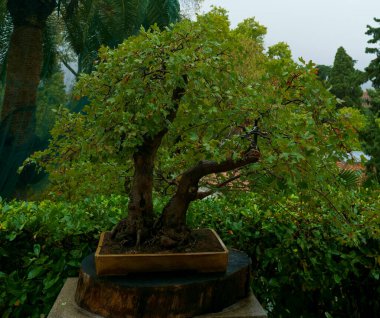 İspanya, Madrid 'deki Royal Park' taki güzel cüce bonsai ağacı.