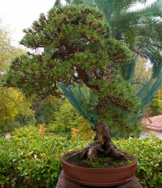 İspanya, Madrid 'deki Royal Park' taki güzel cüce bonsai ağacı.