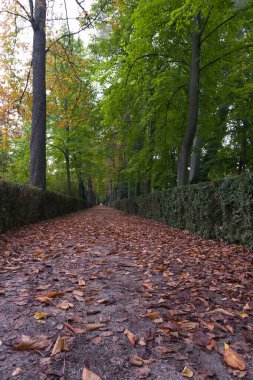 manzara, manzara, manzara, sokak, sonbahar, sabah, Aranjuez, İspanya, park, bitkiler,