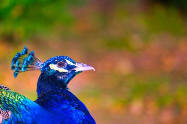 İspanya 'daki Aranjuez Sarayı' nda Sonbaharda Tavuskuşu renkli bir kuş