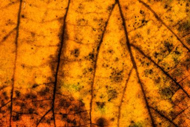 Yaprak yapısının sonbahar renkli doğal arkaplan fotoğrafı