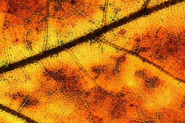 Yaprak yapısının sonbahar renkli doğal arkaplan fotoğrafı