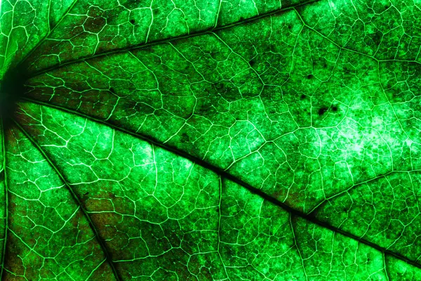 Photo of leaf structure as autumn colorful natural background