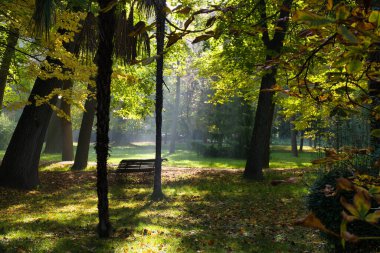 Sonbahar sabahı aranjuez İspanya 'daki prensin parkının manzarası.