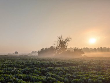 İspanya 'da bir sonbahar sabahında aranjuez yakınlarında bir çiftlik arazisi manzarası