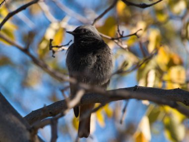 Kızıl başlı Phoenicurus ochruros, Muscicapidae familyasından bir kuş türü..