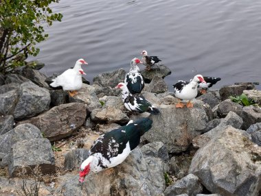 Muscovy duck Cairina moschata, Anatidae familyasından bir kuş türü..