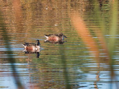 Spatula clypeata, Anatidae familyasından orta büyüklükte bir göçmen su kuşu türü.