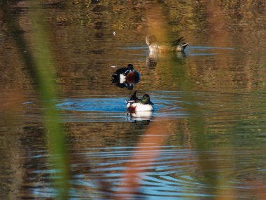 Spatula clypeata, Anatidae familyasından orta büyüklükte bir göçmen su kuşu türü.