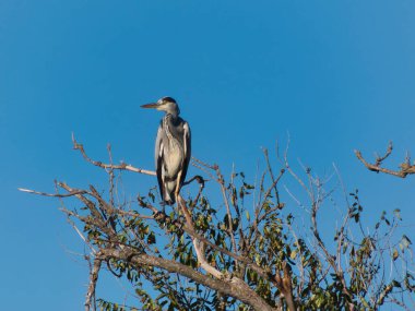 Gri balıkçıl kuşu sonbaharda parkta bir ağaçta oturuyor.