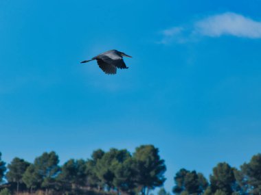 İspanya 'da mavi gökyüzüne uçan gri balıkçıl kuşu