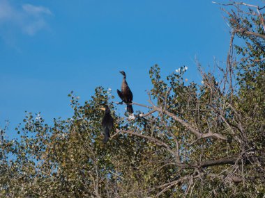 Sonbaharda parkta ağaçta oturan karabatak kuşu.