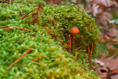 Madrid yakınlarındaki bir ormanda, dağlarda yetişen mantarlar.