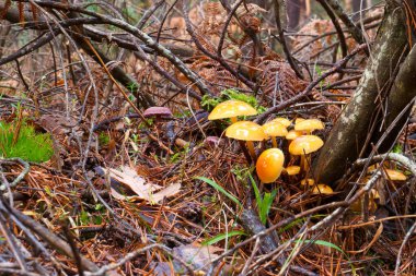 Madrid yakınlarındaki bir ormanda, dağlarda yetişen mantarlar.