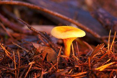 Madrid yakınlarındaki bir ormanda, dağlarda yetişen mantarlar.