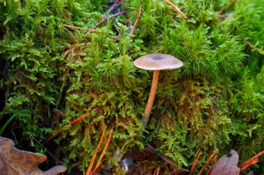 Madrid yakınlarındaki bir ormanda, dağlarda yetişen mantarlar.
