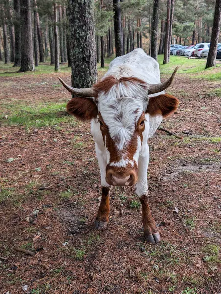 Genç inek park yerinin yakınındaki ormanda kayboldu.