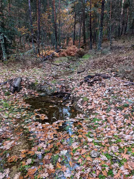 Sonbahar nehri sabah Madrid yakınlarındaki dağlarda akıyor.