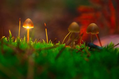 Mushrooms growing in the mountains in a forest near Madrid, Spain clipart