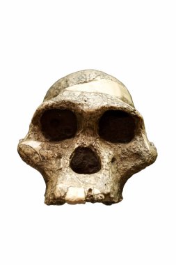 Beyaz arka planda tarih öncesi insanın doğal kafatası.