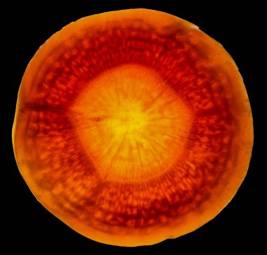 Arka plan ışık yapısıyla aydınlatılmış bir muzun kesiti