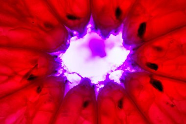 Mandalinanın arka plan ışıklarıyla aydınlatılmış bir kesiti