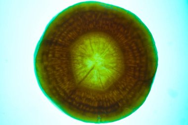 Arka plan ışık yapısıyla aydınlatılmış bir muzun kesiti