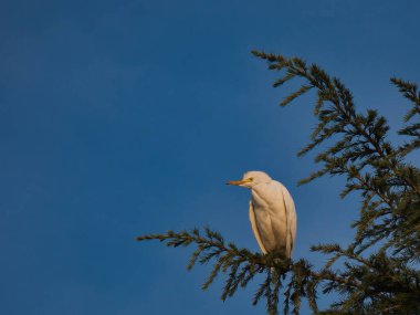 Egret Ardea ibis balıkçılgiller (Ardeidae) familyasından bir kuş türü.