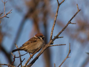 Serçe, serçe, ağaç serçesi, tarla serçesi, Passer montanus, serçe familyasından küçük bir kuş türü.