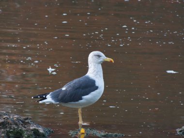 Sibirya martısı Larus fuscus heuglini orta büyüklükte bir su kuşu türüdür.