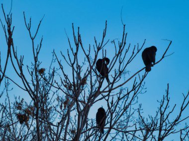 Karabatak karbonhidrat, karabatakgiller (Phalacrocoracidae) familyasından bir su kuşu türü. Güney Amerika ve Antarktika dışındaki tüm kıtalarda yaşar..