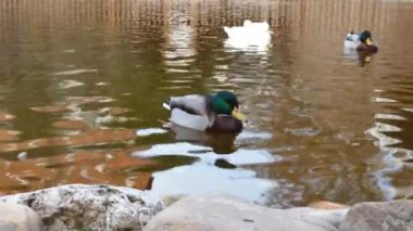 Yaban ördeği Anas platyrhynchos Anatidae familyasından bir su kuşu türü.