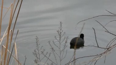 Coot Fulica atra, Rallidae familyasından orta büyüklükte bir su kuşu türü..