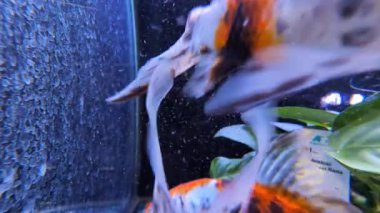 Akvaryumda yüzen renkli egzotik akvaryum balığı.
