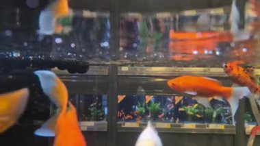 Akvaryumda yüzen renkli egzotik akvaryum balığı.