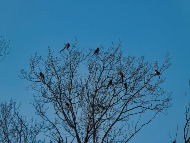 Akşamları bir parkta ağaçta oturan kuşlar.