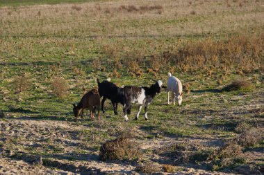 Keçiler çiftlik hayvanları sürüsünde otluyor.