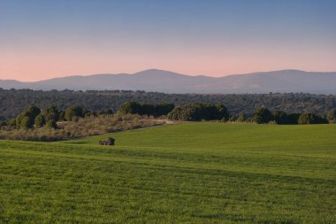 Madrid yakınlarındaki Mostoles kasabasındaki tarlaların manzarası