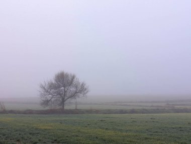 Sabahları tarlaların manzarası