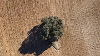 Tarladaki bir ağacın drone görüntüsü