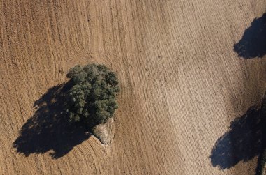 Tarladaki bir ağacın drone görüntüsü