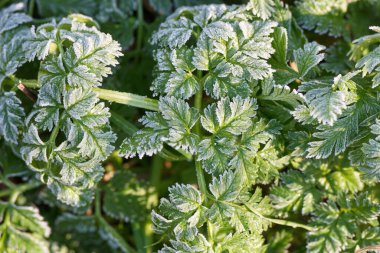 Kışın donmuş bir bitkinin kapağını kapatın.
